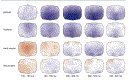 When a particular speech sound is obliterated and replaced by a non-speech sound in continuous speech the listener may not notice any disturbance in speech or have difficulties in ...