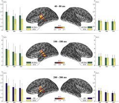 Recent auditory oddball studies using syntactic stimuli report a syntactic effect on the mismatch negativity (sMMN) around 100–200 ms. For morphosyntactic violations, this sMMN effect has been localized in the left superior temporal cortex.