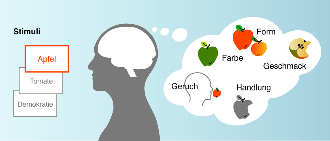 Kopf-Silhouette mit Gedanken über Äpfel: Farbe, Form, Geschmack, Geruch und Handlung.