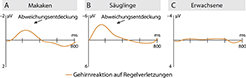 <p>Schematische Darstellung der elektrischen Hirnaktivität: Die Kurven der Affen zeigen für die Entdeckung von abweichenden Silbenreihenfolgen ein ähnliches Muster wie die der Säuglinge, unterscheiden sich aber von den Kurven Erwachsener.</p>