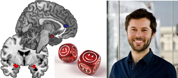 Menschen mit Bipolarer Störung können ihre Emotionen weniger gut regulieren, weil sie es bei starken Emotionen nicht schaffen, die Aktivierung der Amygdala (rot) zu senken. Auch gesunde Menschen mit erhöhtem Risiko für Bipolare Störungen zeigen diese Probleme bei der Regulation ihrer Emotionen und Amygdala. Die Regulation der Amygdala wird dabei durch einen Teil des Frontallappens (blau) gesteuert. Jeder Mensch hat zwei Amygdalae, in jeder Hirnhälfte eine, die auf der Innenseite des Gehirns liegen. © MPI CBS