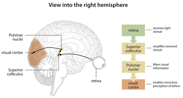When becoming literate neuroplasticity conquers a network that is deeply rooted in the brain. This reorganization makes us more and more efficient in visually navigating through letter strings. ©MPI CBS