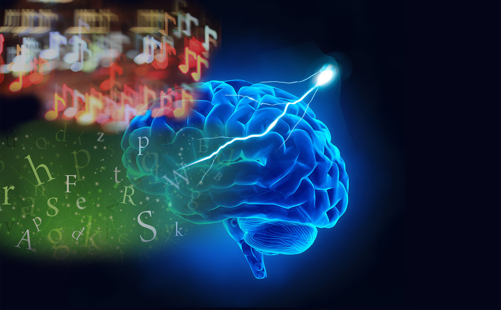 The equivalent of Broca’s area plays a similar role but for the processing of music instead of language.