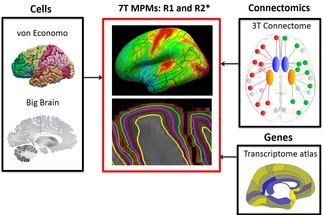 Relating layer-specific quantitative 7T MRI to histology, gene expression and connectomics
