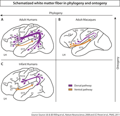 In humans, a crucial fibre bundle of the dorsal pathway (Arcuate Fasciculus (AF) in violet) strengthens over the course of life and links the two central language areas: Broca's area (region 44, 45) and Wernicke's area (region 22). In small children (C), the AF only links the areas for sounds and movement. Later, with the beginning of language ability (A), it connects these two language areas and extends significantly further into the temporal lobe (including regions 21, 37). In contrast to humans, the AF is generally less evolved in monkeys and apes (B). The second main connection between Broca's and Wernicke's areas, the ventral pathway (orange), is less variable in its development and is equally evolved in humans, apes, and monkeys.