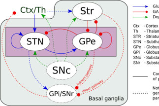 Modeling of Basal Ganglia