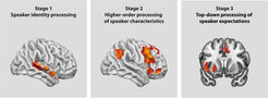 A neuro-cognitive model of speaker-specific language processing. The first stage describes the processing stage of speaker identity on the basis of perceptual cues such as voice. Speaker identity is then coupled to specific characteristic sof language use in a second stage. Finally, speaker-specific expectations are generated to inform language processing. The figure shows brain areas related to each of the processing stage.