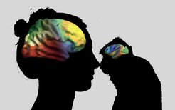 The human brain is organized along two axes. This principle seems to run through the brain organization of all primates.