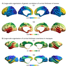 The genetic-evolutionary axes that shape the large-scale organization of the brain. A) The axes in humans along which the genetic correlation of cortex thickness is organized B) The axes in macaques along which cortex thickness covaries. Equal colors in A and B show that the main axis in humans corresponds to the second axis in macaques and the second axis in humans corresponds to the first axis in macaques. Regions of the same color have a similar covariance pattern, are genetically more similar than regions of different color.