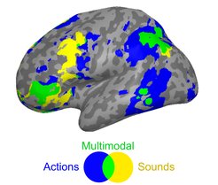 If we think of the word "telephone" only as ringing or its use, only the two brain areas that would also process the actual hearing (yellow) and the actual action (blue) become active. If, on the other hand, we call up the overall concept of "telephone", in addition to these two so-called modality-specific areas, multimodal (green) and amodal (not in the picture) areas also come into action. They are responsible for more abstract information that does not arise solely through sensory impressions.