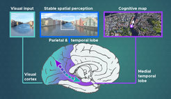 Our brain combines visual stimuli and gaze positions to perceive space. A complex hierarchy of brain regions then infers a cognitive map of the environment from these spatial impressions, which is stored in our memories and guides our behavior (e.g. navigation).