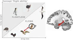 A concept space illustrated by the example of the concept ‘flight ability’ (left). When arranging animals according to their wing size and body weight, the critical categories ‘flying’ vs ‘flightless’ emerge as regions in the 2D concept space. When participants learn novel concepts in an experimental setting (cf. Theves et al., Current Biology 2019) the hippocampus (right) encodes the feature-based distances (cf. red arrow) in concept space.