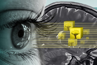 Künstliche Intelligenz sagt Augenbewegungen voraus<br /> 