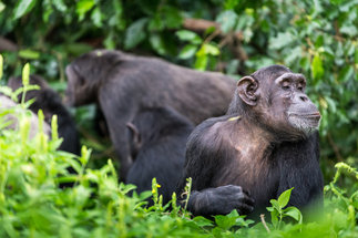 Suche nach dem Ursprung der Sprache: Schimpansen kombinieren Rufe zu Vokalsequenzen