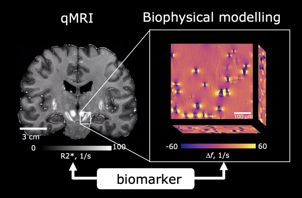 MRI biophysics