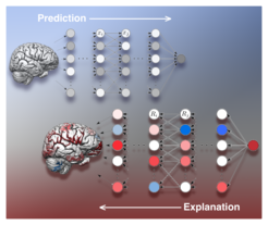 Schematische Darstellung des Prediktionsalgorithmus zur Altersschätzung (oben) und des Interpretationsschritt zur Analyse des künstlichen neuronalen Netzwerks (unten). Dieser zeigt im Hirnbild an, welche Bereiche für ein jüngeres (blau) oder älteres biologischen Hirnalter sprechen.