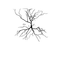 Free-energy and dendritic self-organisation