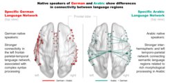 Map of enhanced wiring in the brain of German and Arabic native speakers.