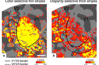 exemplary activation maps for thin and thick stripes