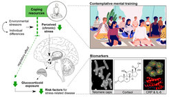Lara Puhlmann hat in ihrer Dissertation untersucht, wie sich ein mentales Training von Meditation und psycho-sozialen Fähigkeiten auf physiologische Biomarker von Stress und stressbedingten Erkrankungen auswirkt.