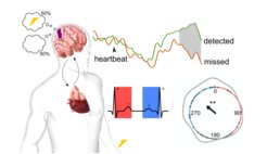 Esra Al investigated the heart's significant role as a modulator, impacting our perception and processing of sensory information.