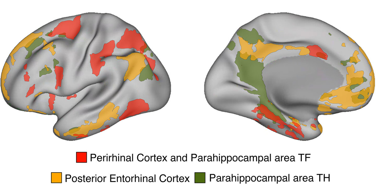 Synaptic Plasticity Learning and Memory in Perirhinal Cortex