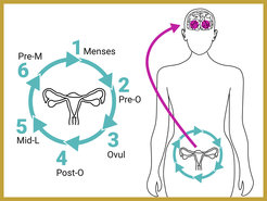 Zsido and Sacher examined female brains not just at one point in time, but at six points across the menstrual cycle.
