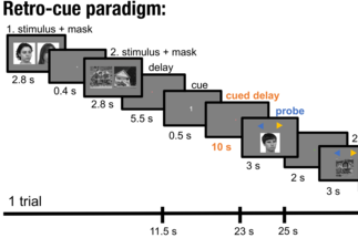 Illustrates the temporal sequence of the retro-cue paradigm.