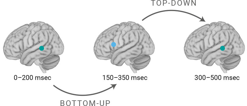 How our brain processes language over time