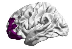 The adolescents who became more resilient with age showed greater myelination in the prefrontal cortex.
