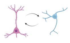 Es gibt zwei Haupttypen von Neuronen: erregende Neuronen, die Informationen übertragen, indem sie neuronale Signale verstärken, und hemmende Neuronen, die diese Signale unterdrücken können.