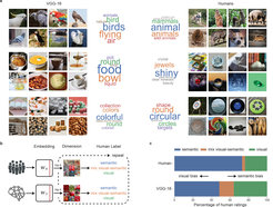 Scientists investigated whether AI recognizes objects similarly to humans