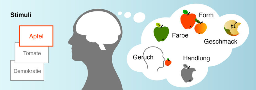 Online-Studie zur Wortbedeutung im Deutschen Kopf-Silhouette mit Gedanken über Äpfel: Farbe, Form, Geschmack, Geruch und Handlung.