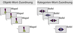 Babies learn what a "Wapel" is without sleep. The infant brain, however, only recognized which items could be assigned to the category "Bofel" after a short nap.