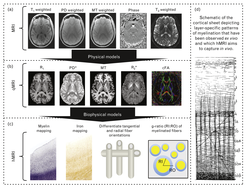 Comparison of MRI and qMRI models with schematic representations of myelin patterns and fiber orientations.