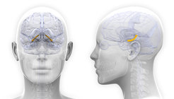 Parallel zum Rhythmus des Östrogenspiegels über den Monatszyklus hinweg variiert bei Frauen auch die Struktur ihres Hippocampus – eine Hirnstruktur, die für Gedächtnis, Stimmung und Emotionen besonders wichtig ist. ©decade3d - anatomy online/Shutterstock.com
