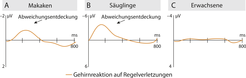Schematische Darstellung der elektrischen Hirnaktivität: Die Kurven der Affen zeigen für die Entdeckung von abweichenden Silbenreihenfolgen ein ähnliches Muster wie die der Säuglinge, unterscheiden sich aber von den Kurven Erwachsener.