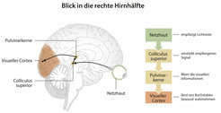 Lesen lernen führt zu neuroplastischen Veränderungen in einem Netzwerk, das tief ins Gehirn hineinreicht. Dieser Umbauprozess verbessert unsere visuelle Navigation durch Texte. © Max Planck Institut für Kognitions- und Neurowissenschaften, Leipzig
