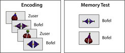 After a midday nap, babies are able to generalise the word label to new exemplars. Their brains differentiate between the correct and the incorrect label for a new version of a "Bofel" and a "Zuser". © MPI CBS