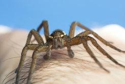 Kaum einer wird nicht nervös bei dem Gedanken, eine Spinne, und sei sie noch so harmlos, könne auf seinem Arm hochkrabbeln. Diese Stressreaktion prädestiniert uns dazu, Spinnen und auch Schlangen als gefährlich oder eklig zu erlernen. © shutterstock