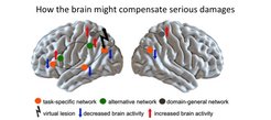 For specific cognitive abilities such as language compensation can be achieved in two ways. On the one hand the still intact areas of the network, which are specialized in that specific function, can take on more responsibility. On the other hand, nearby networks which normally may not contribute to that function, could be activated.